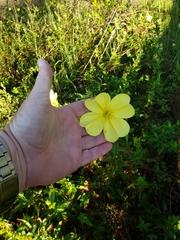 Oenothera grandiflora