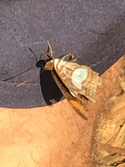 Adelpha