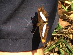 Adelpha