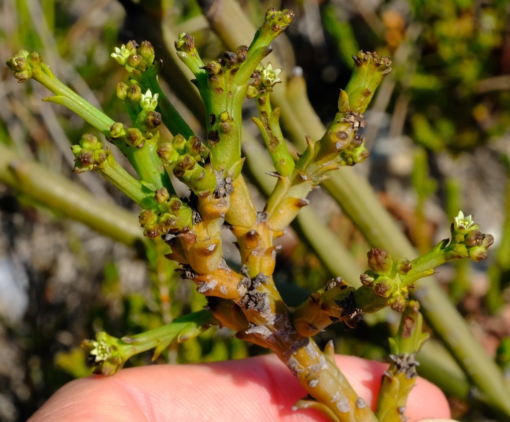 Thesium albomontanum