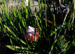 Protea denticulata