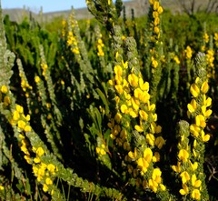 Aspalathus joubertiana