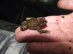 Cycloramphus eleutherodactylus