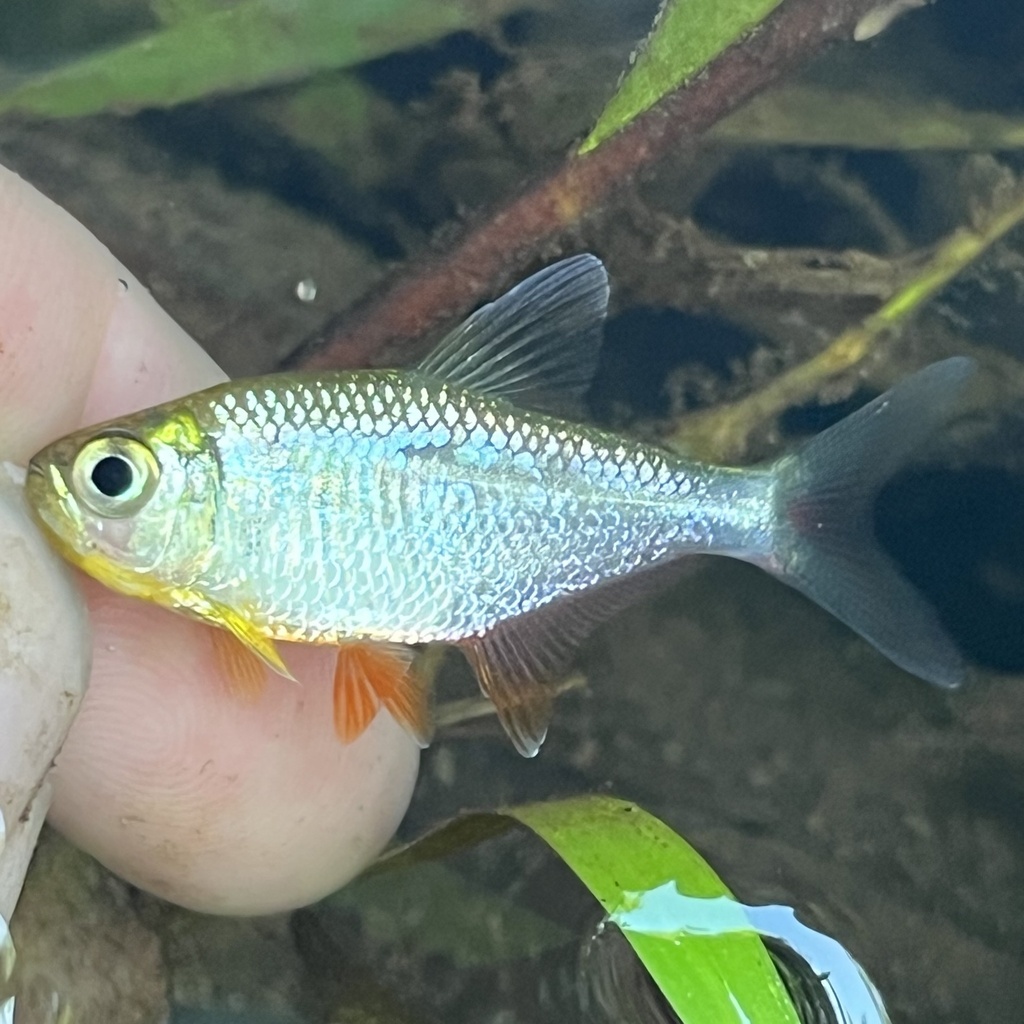 Savage Tetra
