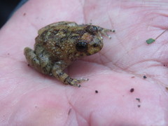 Cycloramphus eleutherodactylus