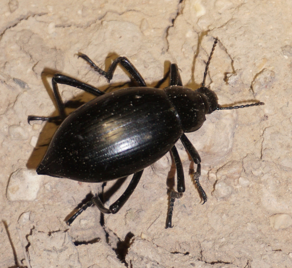 Eleodes spinipes