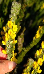 Aspalathus joubertiana