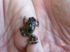 Cycloramphus eleutherodactylus