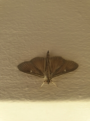 Cydalima perspectalis