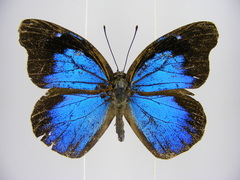 Epitola urania