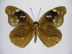 Epitola urania
