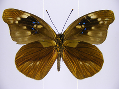 Epitola urania