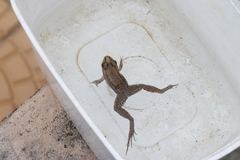 Leptodactylus latrans