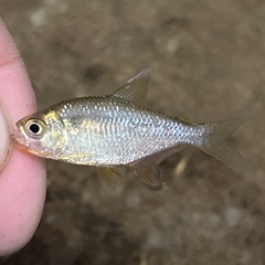 Savage Tetra photo 2