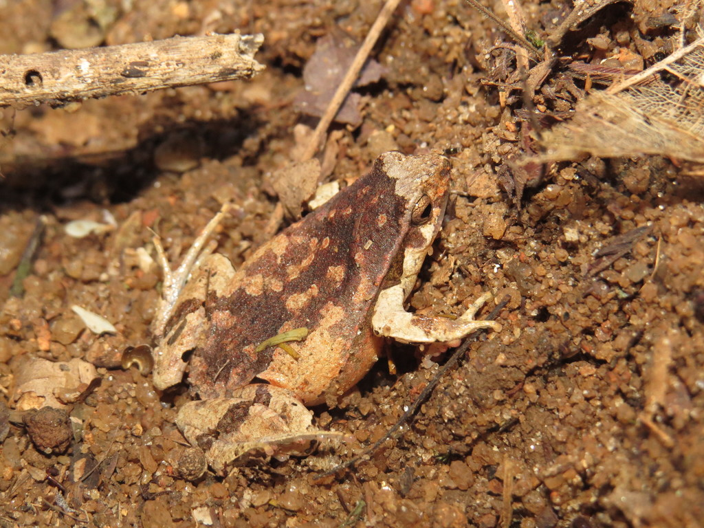 Mantagnes Dwarf Frog