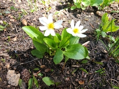 Caltha chionophila