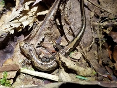 Desmognathus ocoee