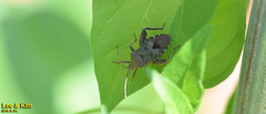Acanthocoris sordidus