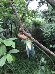 Tanna sozanensis