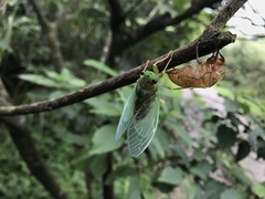 Tanna sozanensis