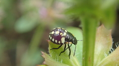Nezara viridula