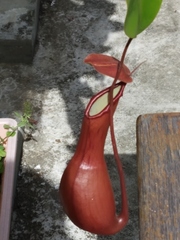 Nepenthes alata × ventricosa