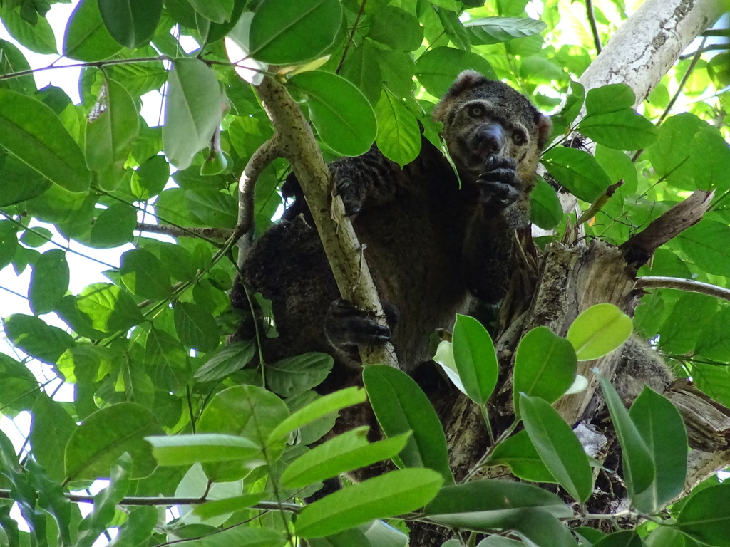 Bear Cuscus