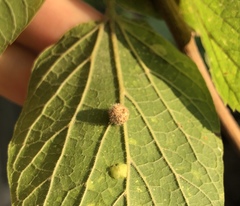 Celticecis pubescens