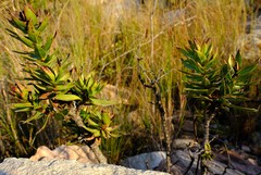 Lobostemon sanguineus