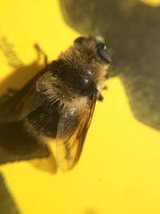 Cephenemyia