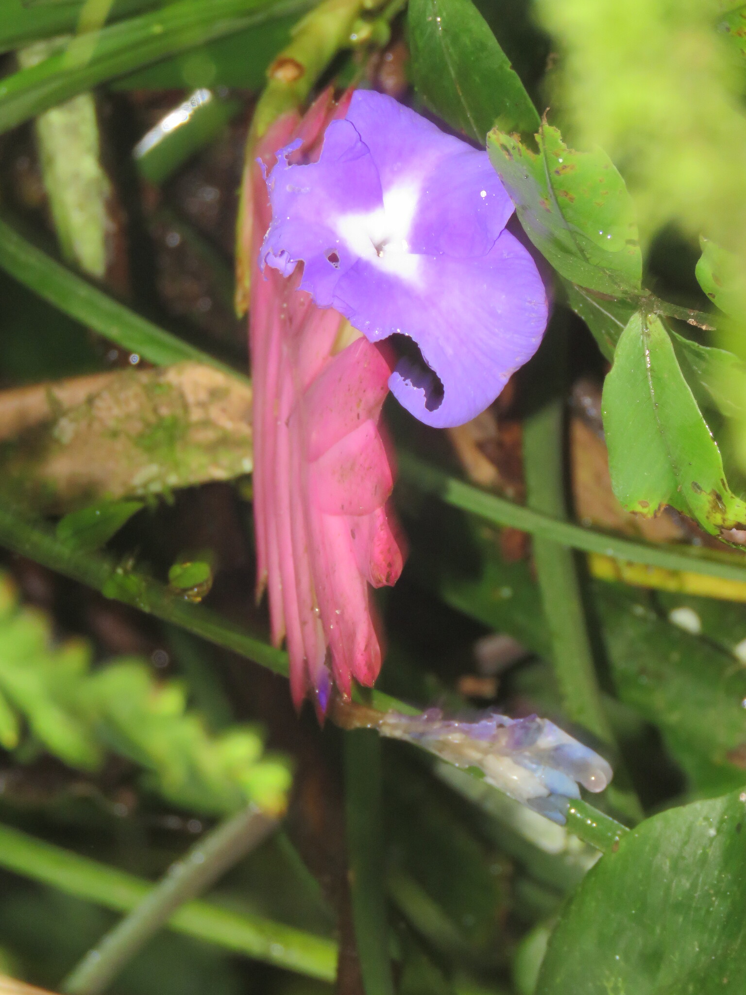 Imagem de Tillandsia azul
