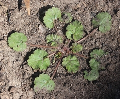 Pelargonium inodorum