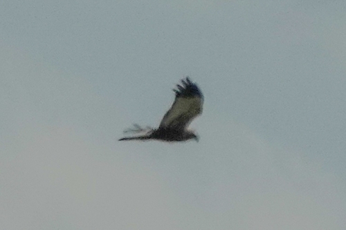 Western Marsh Harrier