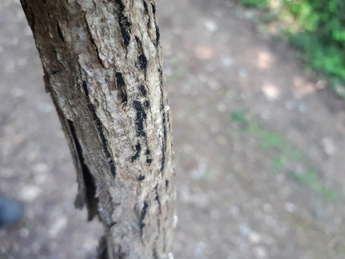 Diaporthe oncostoma observed 2025-04-27
