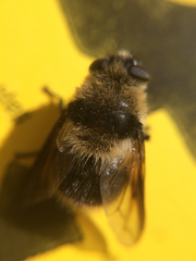 Cephenemyia