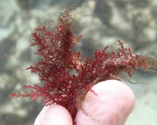 Laurencia sodwaniensis
