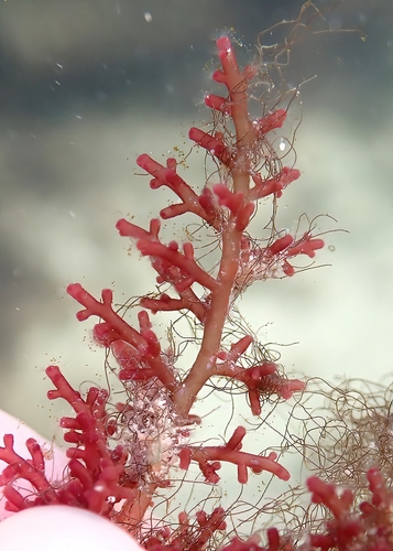 Laurencia sodwaniensis