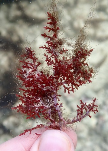 Laurencia sodwaniensis