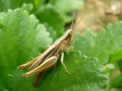 Euchorthippus elegantulus