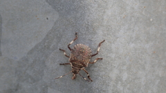 Halyomorpha halys