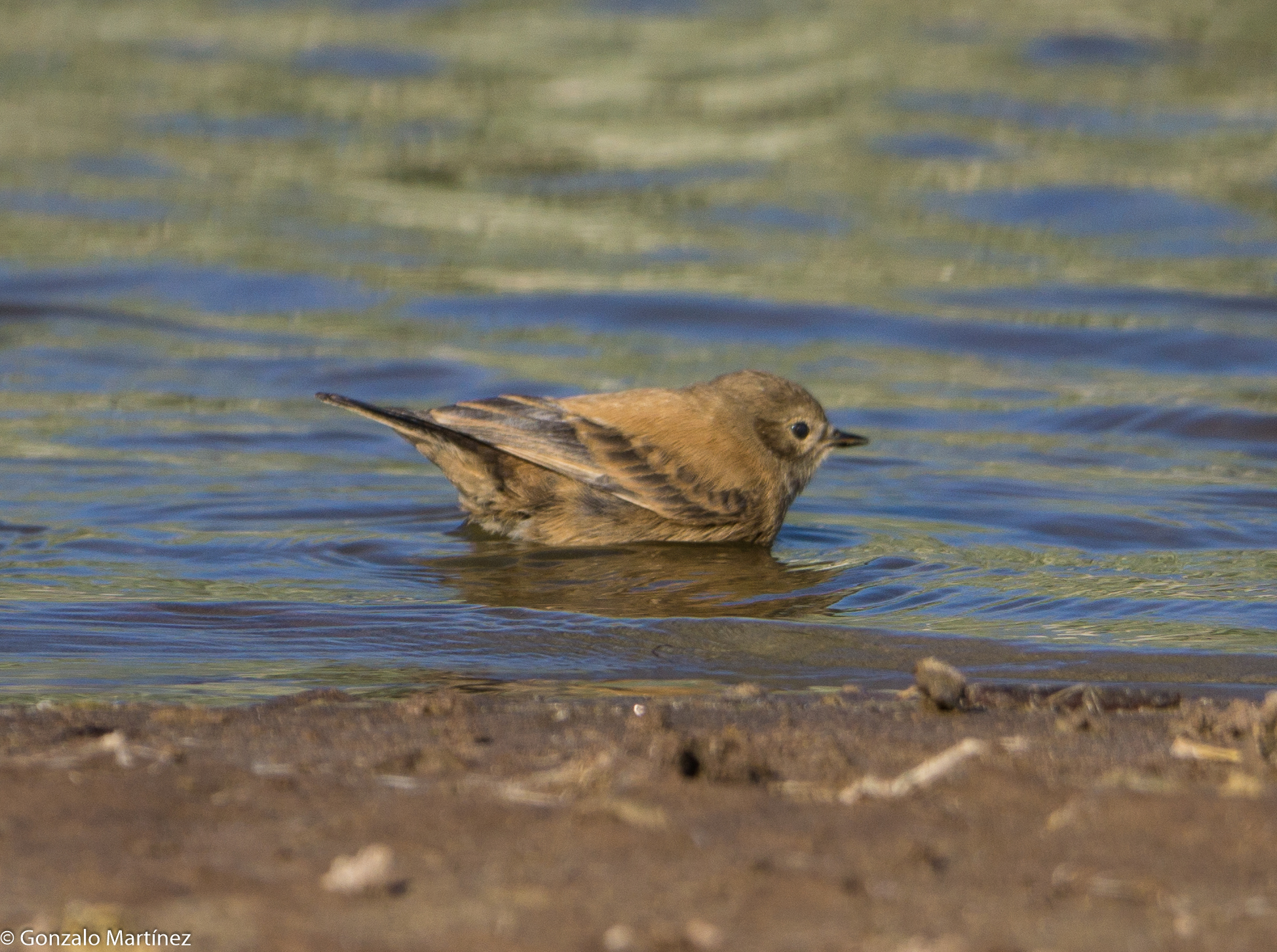 Andean Negrito (Lessonia oreas), photo 3