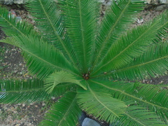 Dioon
