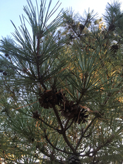 Pinus thunbergii
