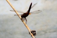 Crocothemis