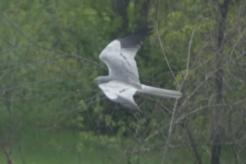 Montagu's Harrier