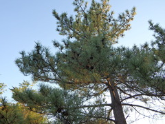 Pinus thunbergii