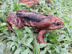 Rhinella icterica