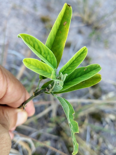 Image of Clitoria laurifolia by (c) Lucas Kaminski, some rights reserved (CC BY)
