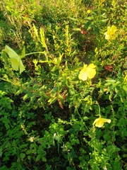 Oenothera grandiflora