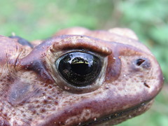Rhinella icterica
